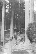 東照宮社前の杉林
