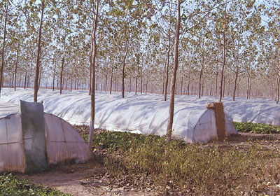 ポプラ林で野菜のビニールハウス栽培