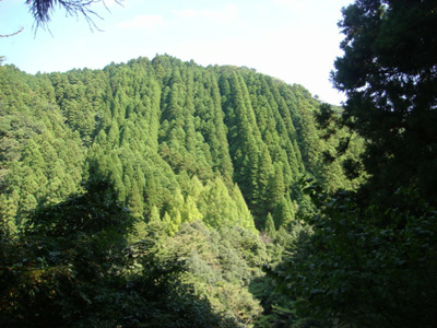 相ノ沢スギ品種展示林