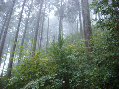 林床植生が豊かなヒノキ林