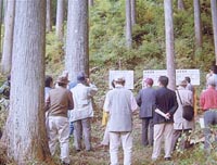 丸山山林内の100年生スギの精英母樹林