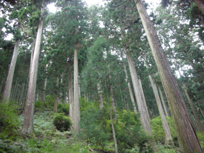 清光林業（株）の250年生のスギ・ヒノキ林