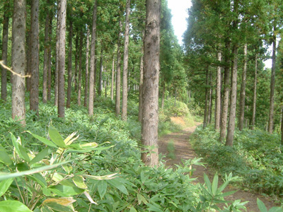 小川家山林のスギ