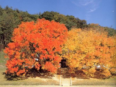 紅葉期のカイノキ