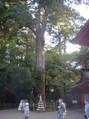 楼門側の次郎杉