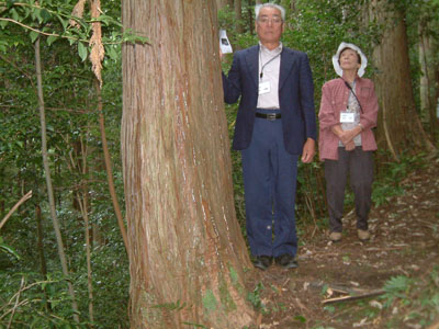 戸田山林の117年生ヒノキ