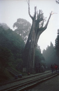 阿里山神木