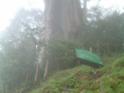 司馬遷神木