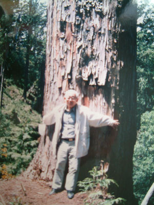 試験林の中にあった檜大木