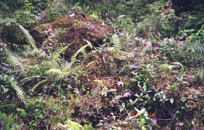 地上植生の状況