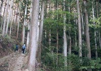 金田山林と林道（吉川比出夫撮影）