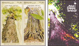 チェンガルの巨樹─マレーシア