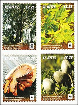 マホガニー─セントキッツ島